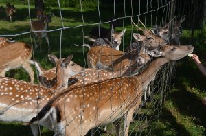 Ein lohnenswertes Ziel: Das Wildgehege am Stadtrand